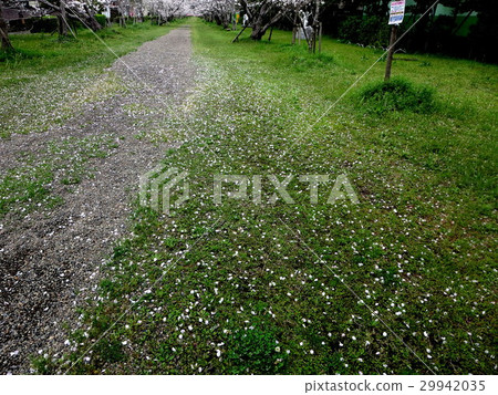 薩摩國家二宮忍者神社(薩摩川內市) 薩摩國家二宮忍者神社(薩摩川內市) 29942035