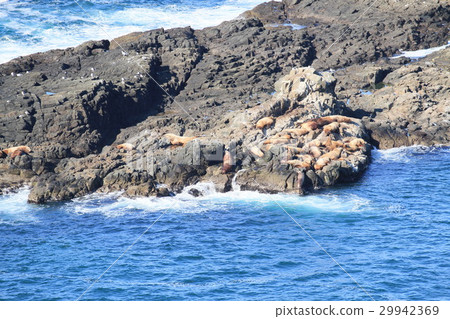 Todo gathered in the Todo rock of Otaru 29942369