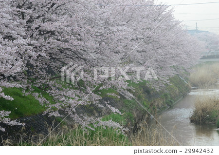 Smoked in the morning mist, Sakura bank Smoked in the morning mist, Sakura bank 29942432