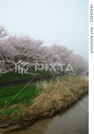 在晨霧中熏，櫻花銀行 29942440