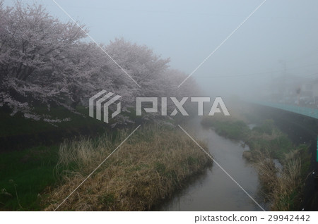 在晨霧中熏，櫻花銀行 29942442