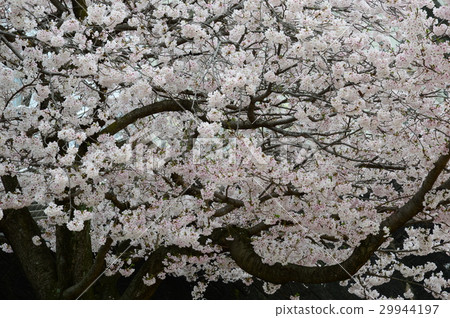 櫻花在公園裡 櫻花在公園裡 29944197