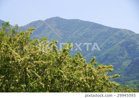 Fake Acacia (Harienju) Fake Acacia (Harienju) 29945093