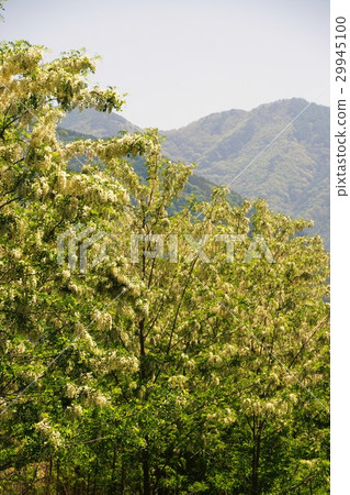 Fake Acacia (Harienju) Fake Acacia (Harienju) 29945100