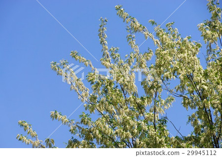 Fake Acacia (Harienju) 29945112