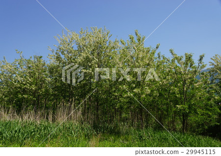 Fake Acacia (Harienju) Fake Acacia (Harienju) 29945115