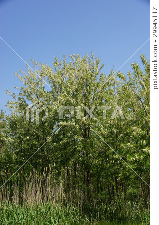 Fake Acacia (Harienju) Fake Acacia (Harienju) 29945117