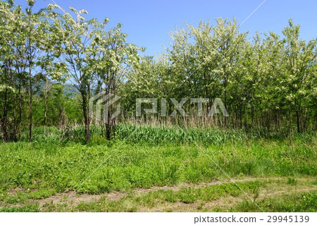 Fake Acacia (Harienju) 29945139