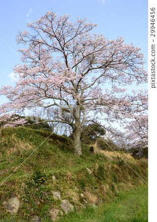 老櫻桃樹在山庭院裡 老櫻桃樹在山庭院裡 29946456