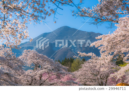 Cherry blossoms at Riyama Park (Chichibu city, Saitama Prefecture) 29946711