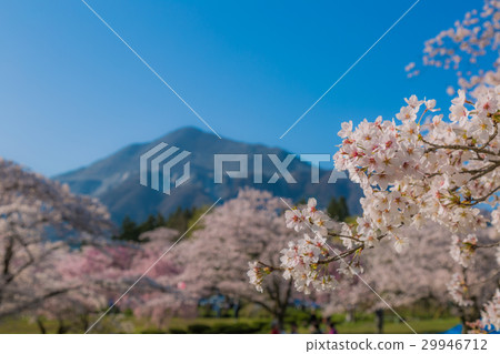 Riyama Park（埼玉縣秩父市）的櫻花 29946712