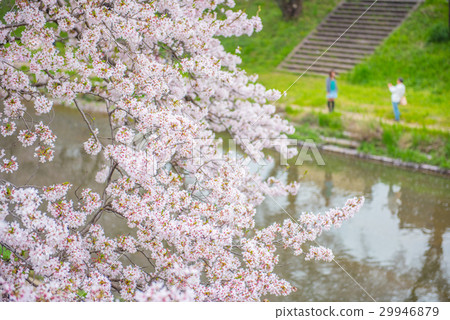 Shooting cherry blossom trees back Shooting cherry blossom trees back 29946879