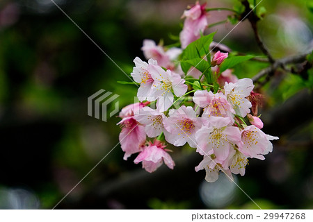 Big fish cherry Big fish cherry 29947268