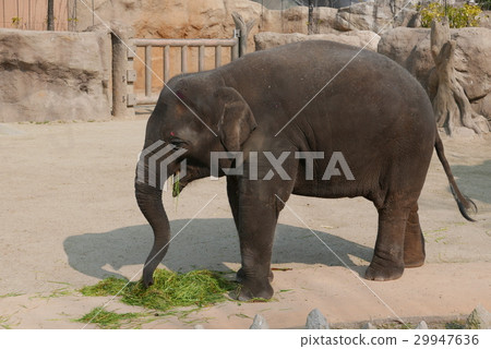 Elephant Elephant 29947636