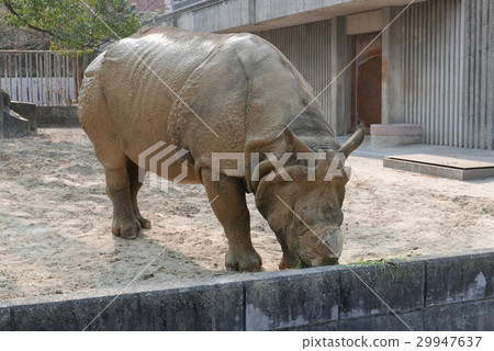 Rhino Rhino 29947637