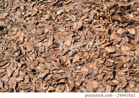 Fallen leaves Fallen leaves 29947681