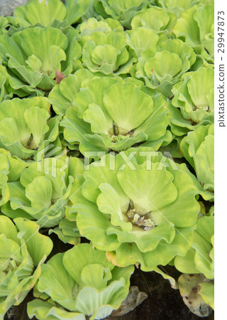 Green floating water lettuce 29947873