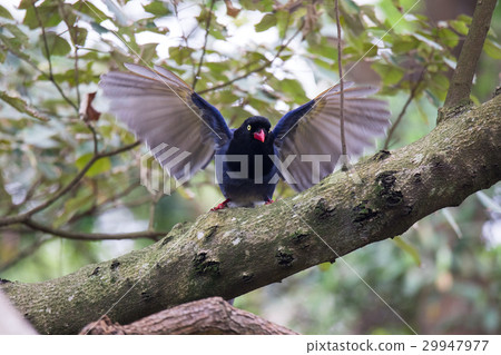 藍鵲展翅 藍鵲展翅 29947977