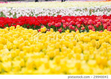 Tulip field 29948041