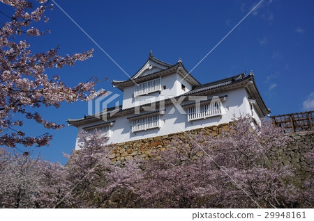 在充滿櫻花的岡山縣津山市的“Tsuruyama公園(Tsuyama城堡腳趾)”:Bikanaru 在充滿櫻花的岡山縣津山市的“Tsuruyama公園(Tsuyama城堡腳趾)”:Bikanaru 29948161