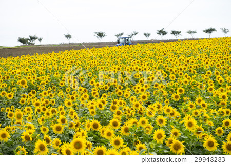 Sunflower field 29948283