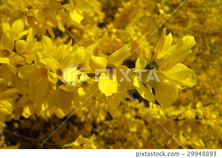 連翹花 連翹花 29948893