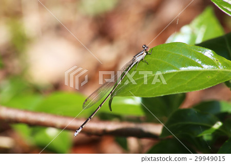 Hosomite Tombo Hosomite Tombo 29949015