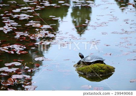 Turtle to dry the shell Turtle to dry the shell 29949068