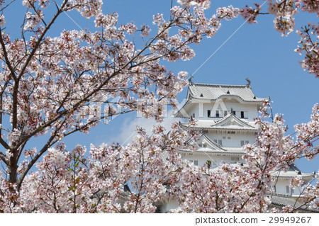 櫻花與藍天和姬路城堡大寺 29949267