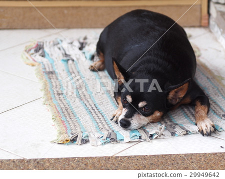cute black fat lovely miniature pinscher dog cute black fat lovely miniature pinscher dog 29949642