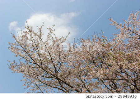 藍天,白雲和櫻花 藍天,白雲和櫻花 29949930
