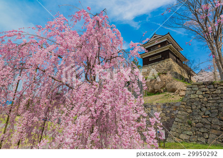 Ueda城堡和下垂的櫻桃樹Urcha 29950292