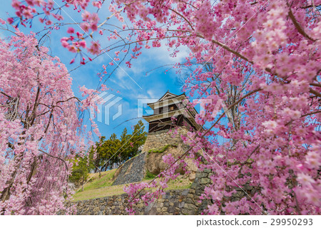 Urcha of Ueda castle and drooping cherry tree 29950293