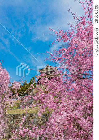 Urcha of Ueda castle and drooping cherry tree 29950300
