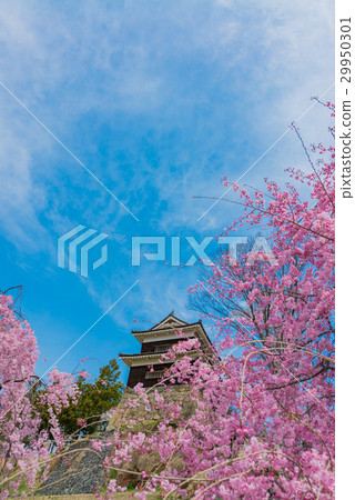 Urcha of Ueda castle and drooping cherry tree 29950301
