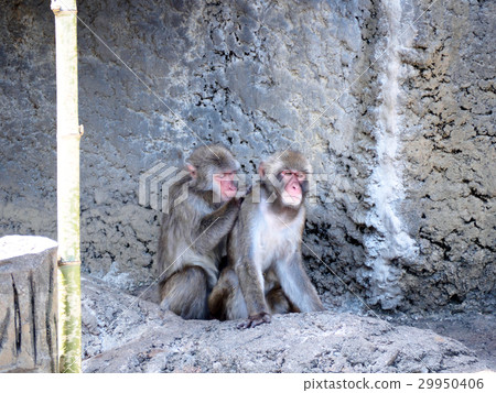 Japanese macaques grooming Japanese macaques grooming 29950406