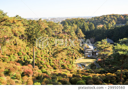 香菇Kanonji秋天 29950560