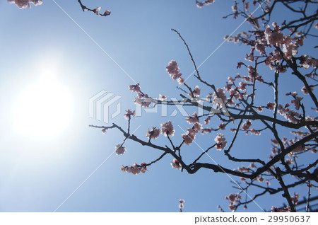 Cherry blossoms and wind and sun 29950637