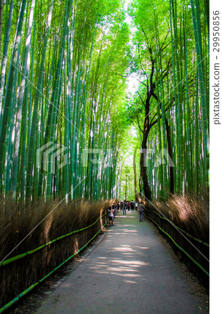 The Arashiyama Bamboo Grove , kyoto, Japan The Arashiyama Bamboo Grove , kyoto, Japan 29950856