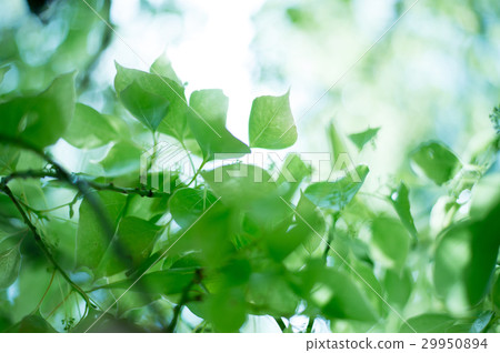 Green eco image desired image Green eco image desired image 29950894