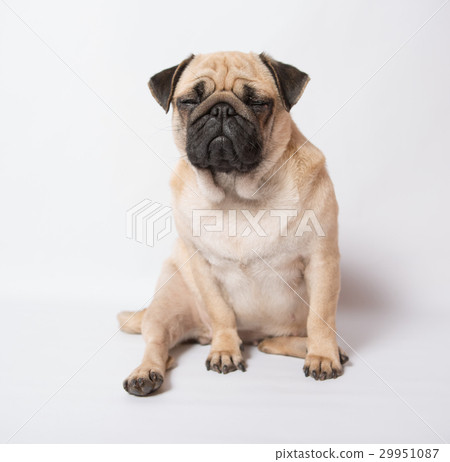 Funny pug 29951087