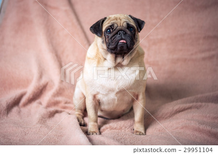 Funny pug Funny pug 29951104