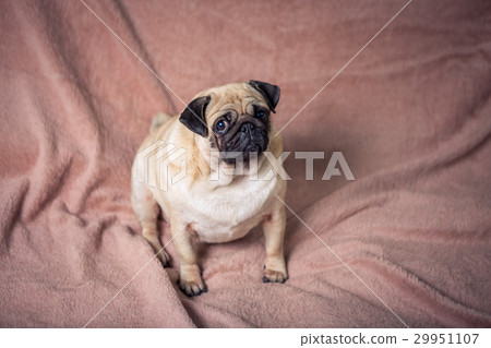 Funny pug Funny pug 29951107