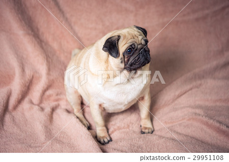 Funny pug Funny pug 29951108