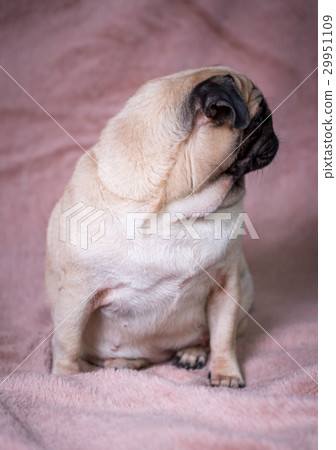 Funny pug Funny pug 29951109