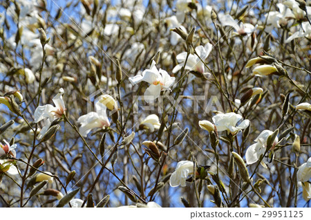 Kobushi (spicy) Kobushi (spicy) 29951125