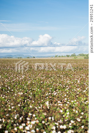 Cotton field in Oakey, Queensland 29951241