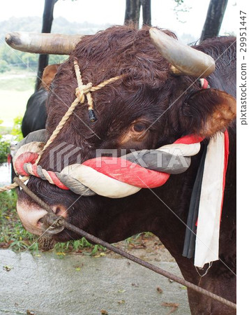 Cow horn poke Cow horn poke 29951447