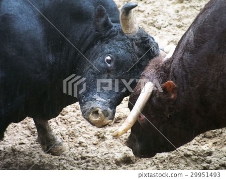 Cow horn poke 29951493