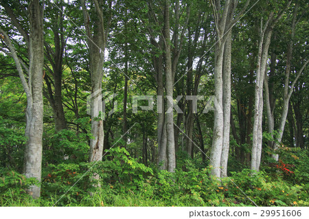 Beech forest at the foot of Hakkoda-san mountain 29951606